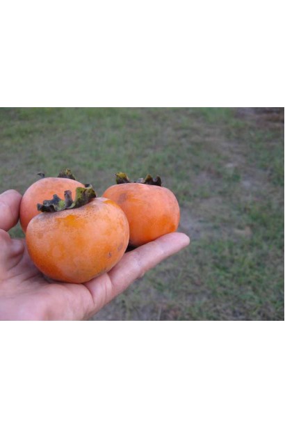 Хурма Вален Б’юті